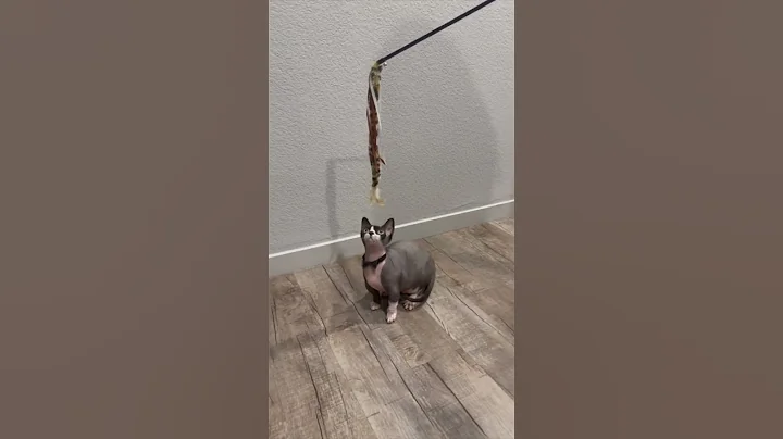 Video 5373951: hairless cat playing, cat playing jumping