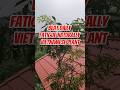 Beat daily fatigue naturallyVietnamese Plant