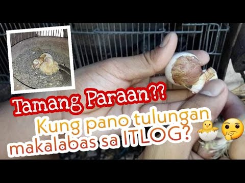 Video: Paano Mag-alis Ng Mga Nilalaman Mula Sa Isang Itlog