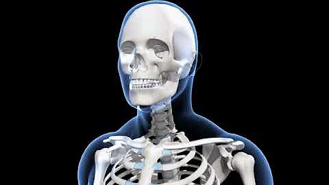Human skeleton system overview  (Senior)– 3D model and animation – in English