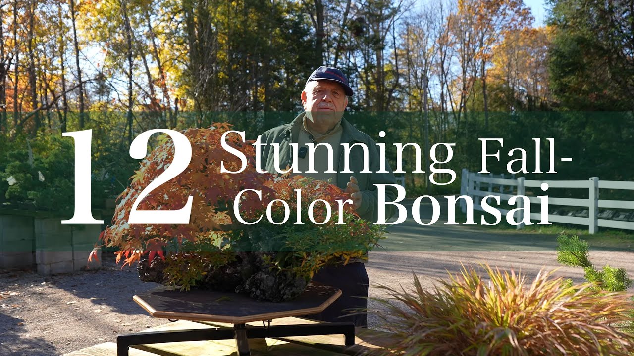 Эти 12 образцов бонсай обладают потрясающими осенними красками
