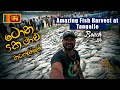 Amazing Fish Harvest at Tangalle | Fishing in Sri Lanka | FISHING VLOG #1