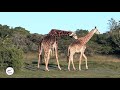 Wild Giraffe Premating Behaviour
