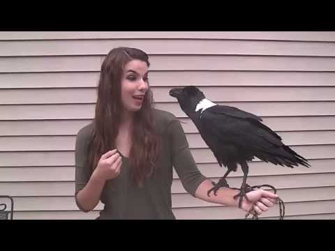 The raven who can TALK! Mindblowing video shows Mischief mimicking humans_Apnewsturk
