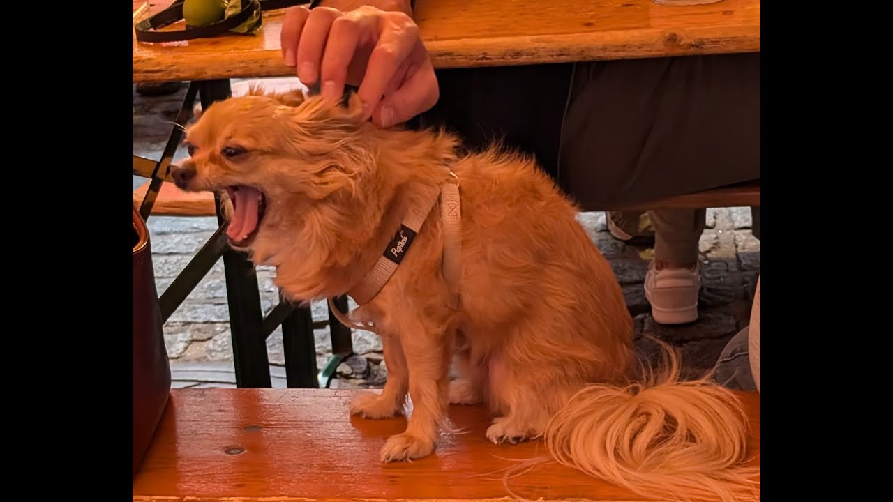 Professor Dungeon Master Is Wrong About DND PC Death Again IMHO (Whose Fun Is Important? DM or PC?)