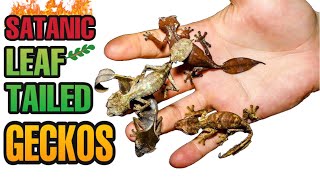 Why did I REHOUSE 16 GORGEOUS leaf-tailed geckos!? (Uroplatus phantasticus)