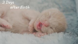 3rd day after birth. first Moe kitten | she's sleeping ! by Little Kittens 1,515 views 2 years ago 1 minute, 23 seconds