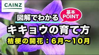 桔梗 Youtube