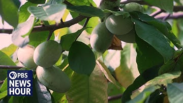 The pawpaw: America