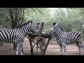Zebra at Zinkwazibush - Marloth Park