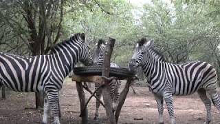 Zebra at Zinkwazibush - Marloth Park