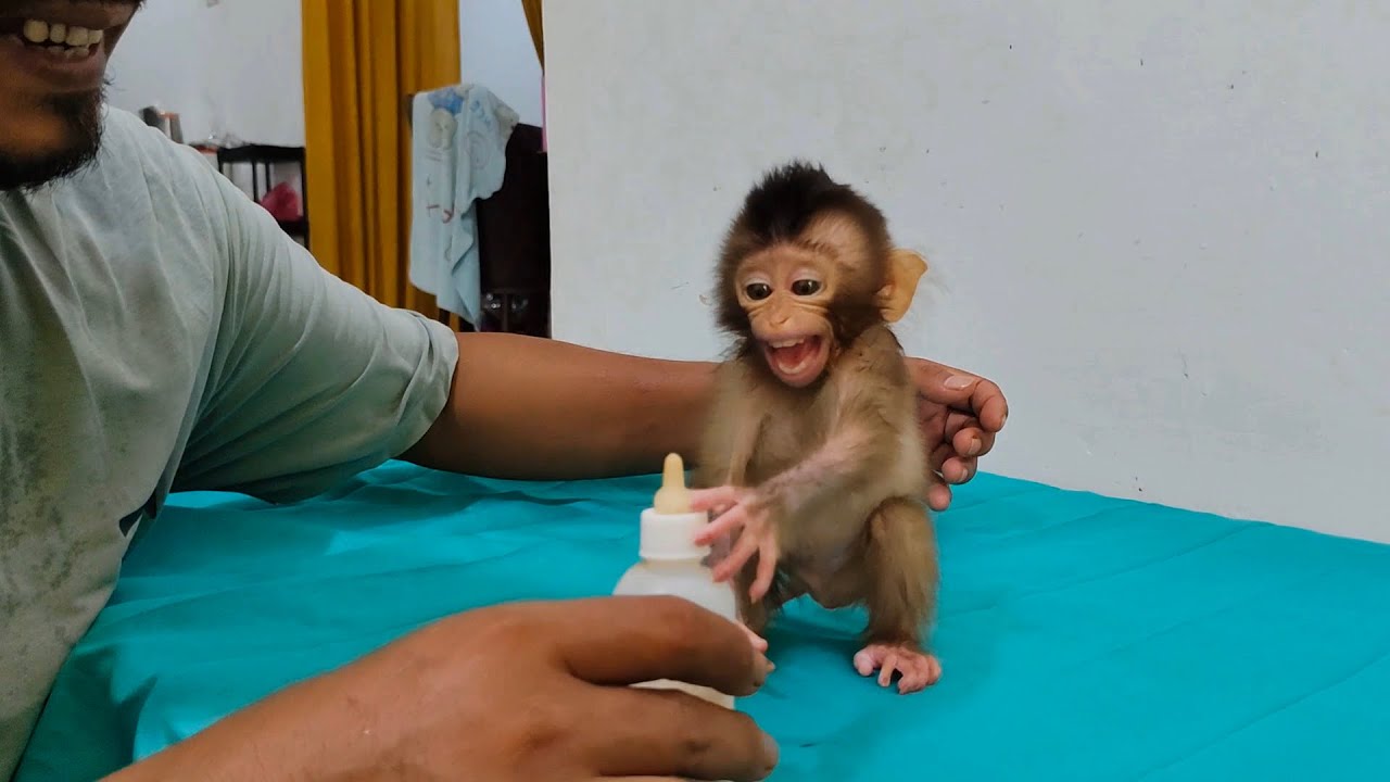 OMG, 😱😱baby monkey Molly was furious when her milk bottle was far away right..