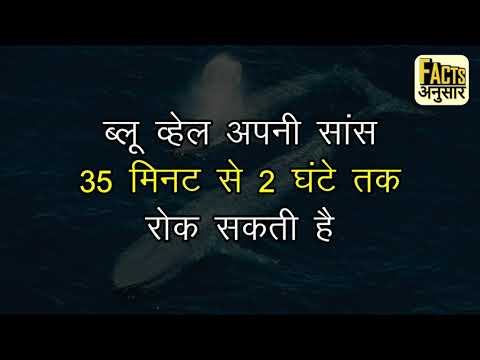 ब्लू व्हेल के बारे में 10 AMAZING FACTS, FACTTECHZ, FACTS ANUSAR  @factsanusar4345