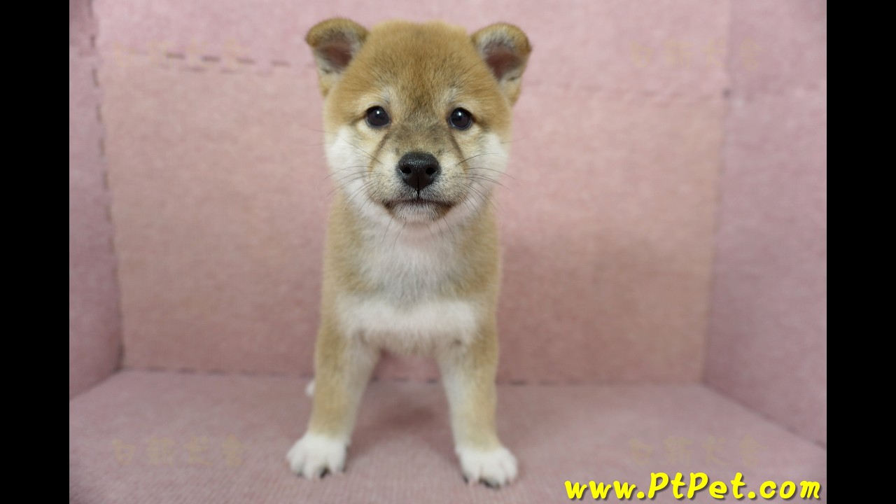 07/04 赤色柴犬 shiba -母幼犬3號-日新犬舍