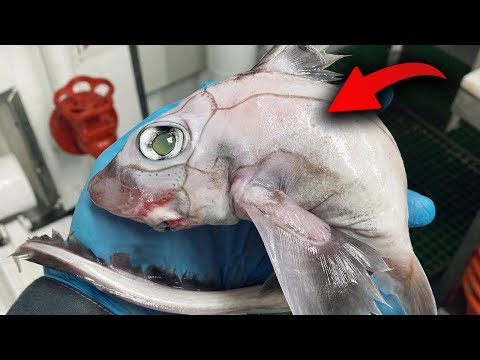 Fisherman Captures What