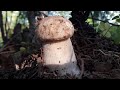 Белые грибы не заканчиваются и продолжают радовать грибников под конец грибного сезона! Осень.