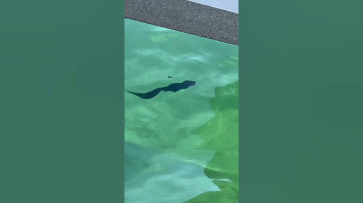 baby wobegon shark 🦈 #shark #viral #fishing #music #singersongwriter #shorts #fypシ゚viral #fishing
