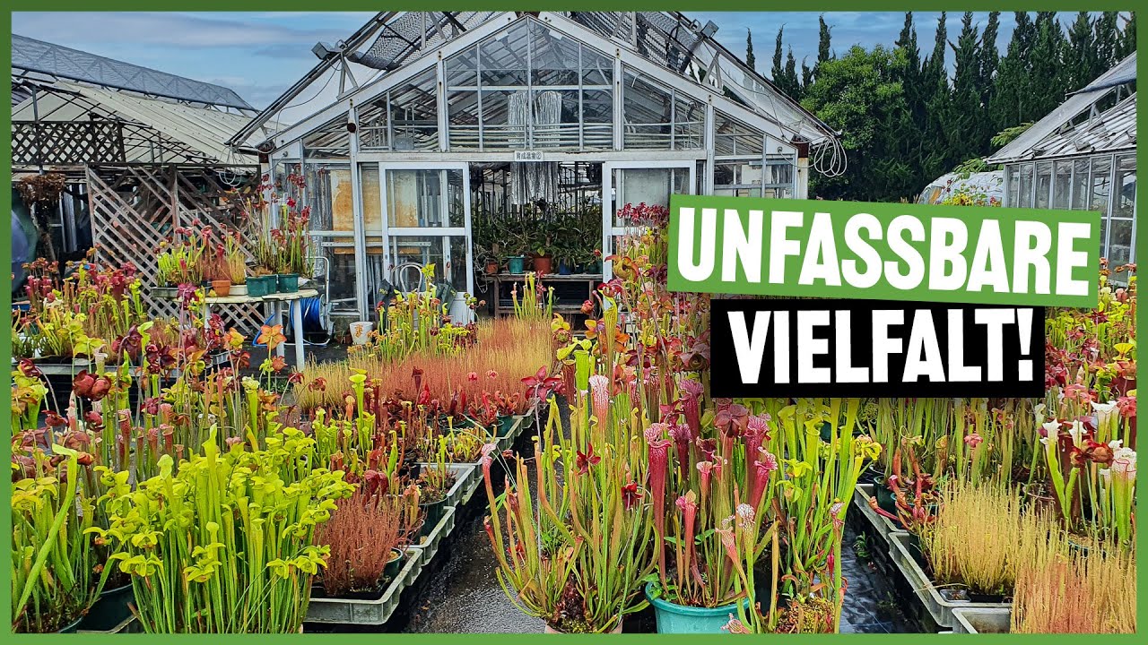 #237 In Japans krassestem botanischen Garten - Hyogo Flower Center