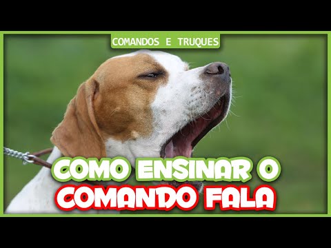 Vídeo: Como Ensinar Ao Seu Cão O Comando De Voz