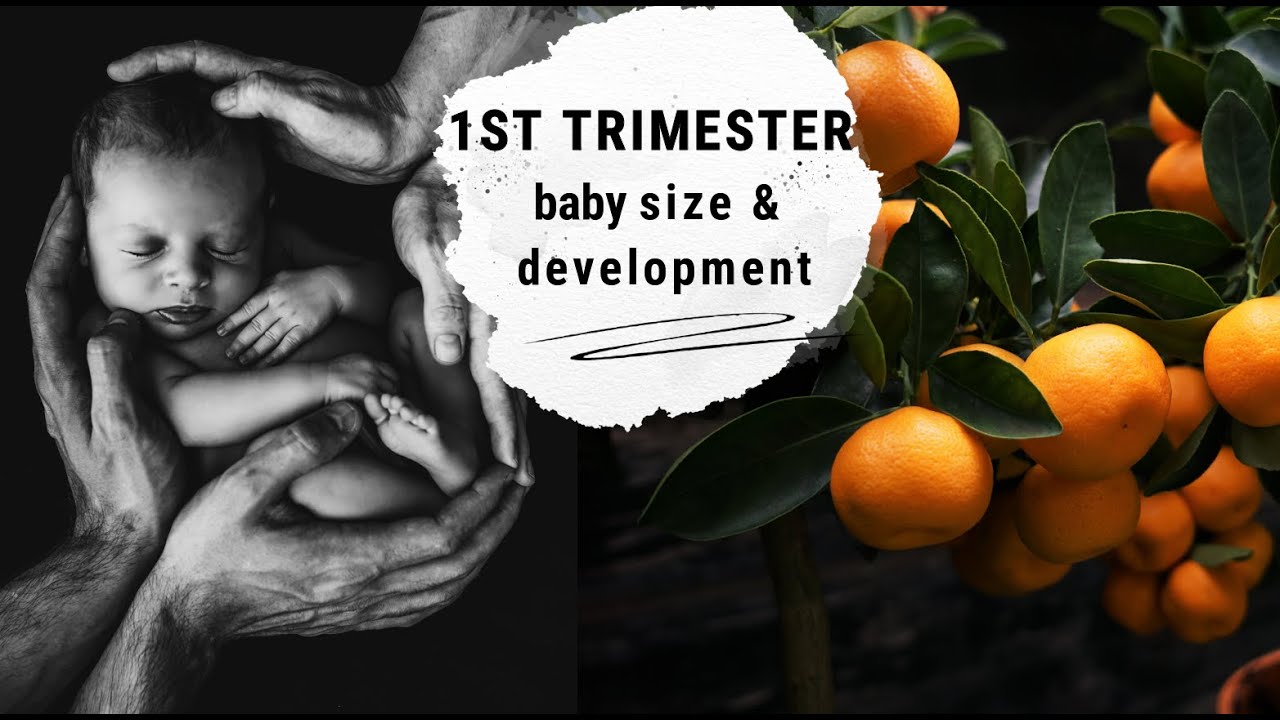 1st Trimester of Pregnancy weektoweek breakdown Baby size and