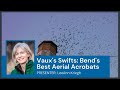 Vaux&#39;s Swifts: Bend&#39;s Best Aerial Acrobats