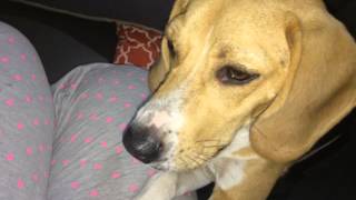 Gertie The Beagle