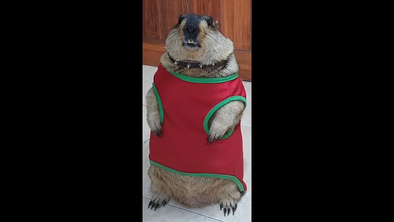 [OGLAND] Adz SG6 Kill Montage #2