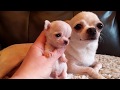 Micro Mini Me!  - Chihuahua