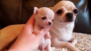 Micro Mini Me! - Chihuahua