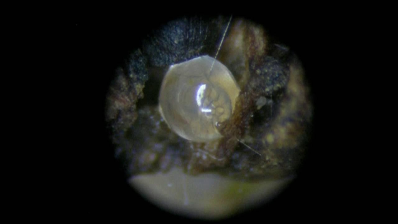 Gastrocopta procera (Gould, 1840) Wing Snaggletooth Snail Embryo Development