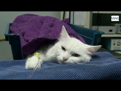 Video: Cáncer en gatos: tres opciones de tratamiento