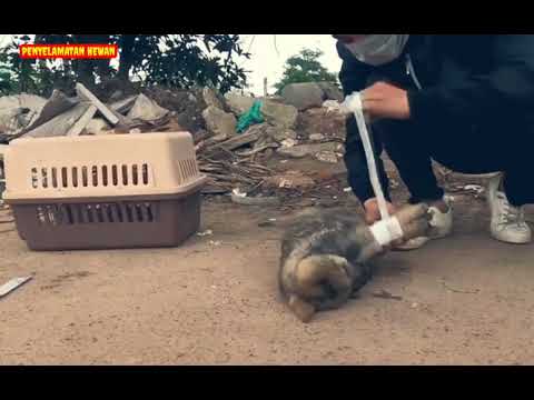 Video: Anak Anjing Meninggal Dalam Penerbangan Bersatu Setelah Atendan Dikatakan Keluarga Meminta Anjing Menempatkan Di Tong Sampah