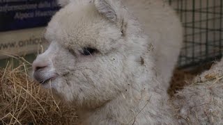 Antica fiera del bestiame di S Giuseppe - Vernio