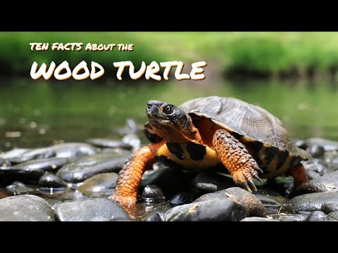 Ten Facts About the WOOD TURTLE - Let&rsquo;s Talk About Sex:  Fascinature&rsquo;s Field Guide Series