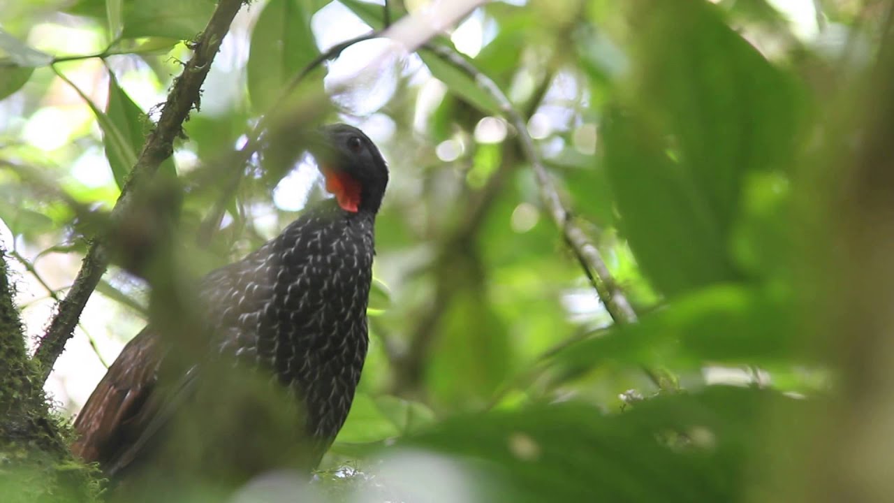 Cauca Guan