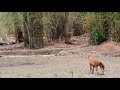 Kabini Tigers and Wild Dog an unusual encounter