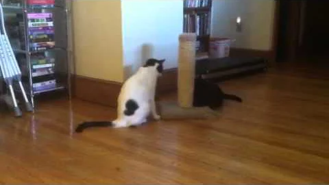 Rosemary and Perry at play