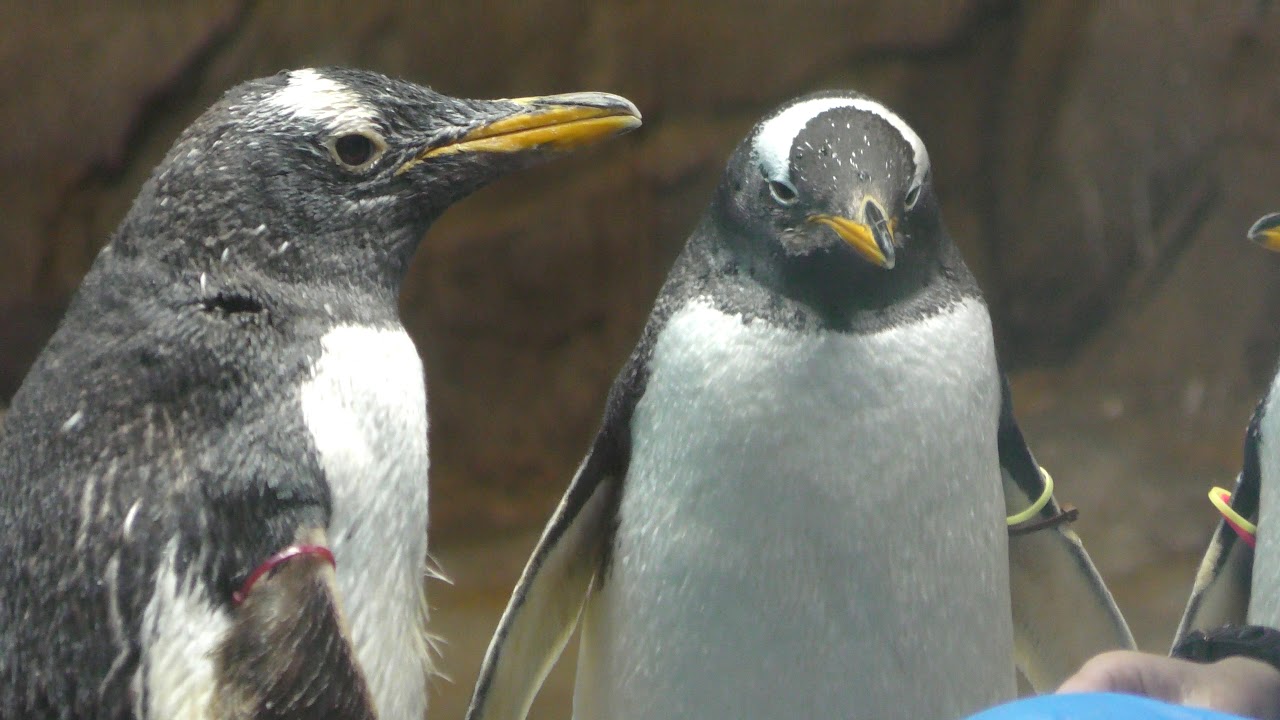 Gentoo penguin (Nagasaki Penguin Aquarium, Nagasaki, Japan