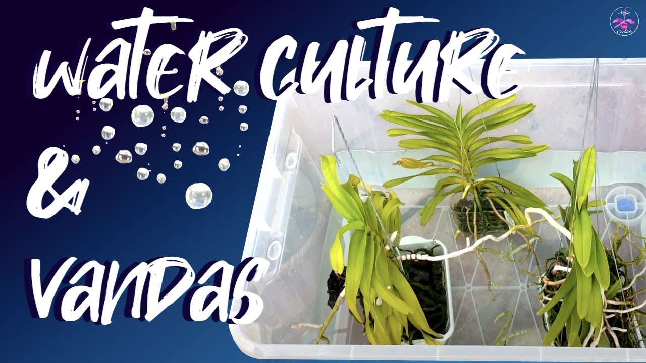WATER CULTURE | The WET / DRY CYCLE without media for bare root 