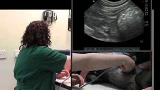 IMV imaging Abdominal Ultrasound Video 5 - Ultrasound exam of the spleen