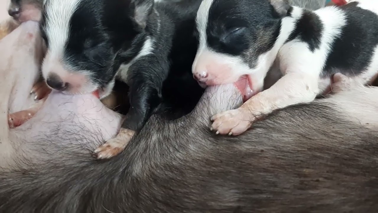 Cute cute Duchshund 9 Days Old