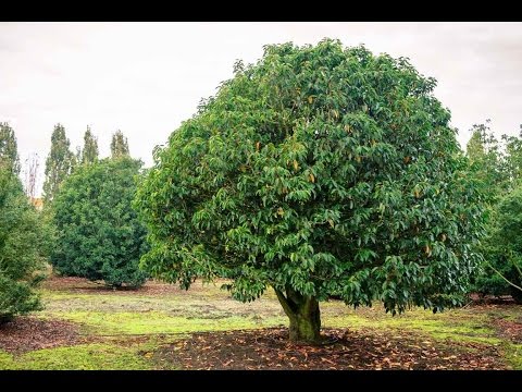 Vidéo: Comment Planter Et Entretenir Le Thuya ? 35 Photos Plantation Et Entretien En Plein Champ. Comment Planter Correctement Le Thuya Au Printemps ? Quel Est Le Meilleur Moment Pour Tra