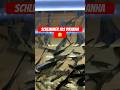 Santa Isabel Skalare 4,1 Monate | was die fressen können 🤣 #aquaristik #aquarium