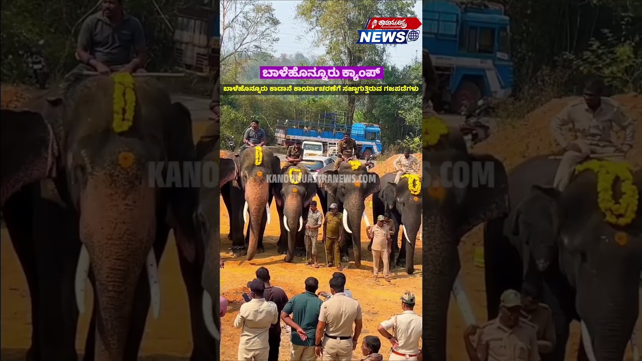 ಬಾಳೆಹೊನ್ನೂರು ಕಾಡಾನೆ ಕಾರ್ಯಾಚರಣೆಗೆ ಸಜ್ಜಾಗುತ್ತಿರುವ ಗಜಪಡೆಗಳು #like #shorts #elephants #wildlife