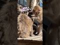 お手入れ上手な子猿ちゃん #ニホンザル #高崎山自然動物園