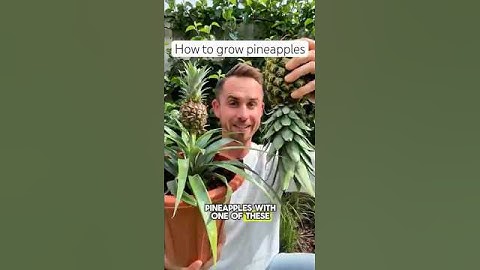 How to grow pineapples #garden #gardening