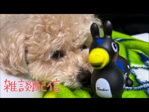 気まぐれ雑談配信