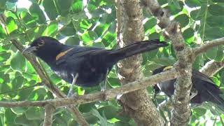 O Canto do Pássaro Encontro na Natureza