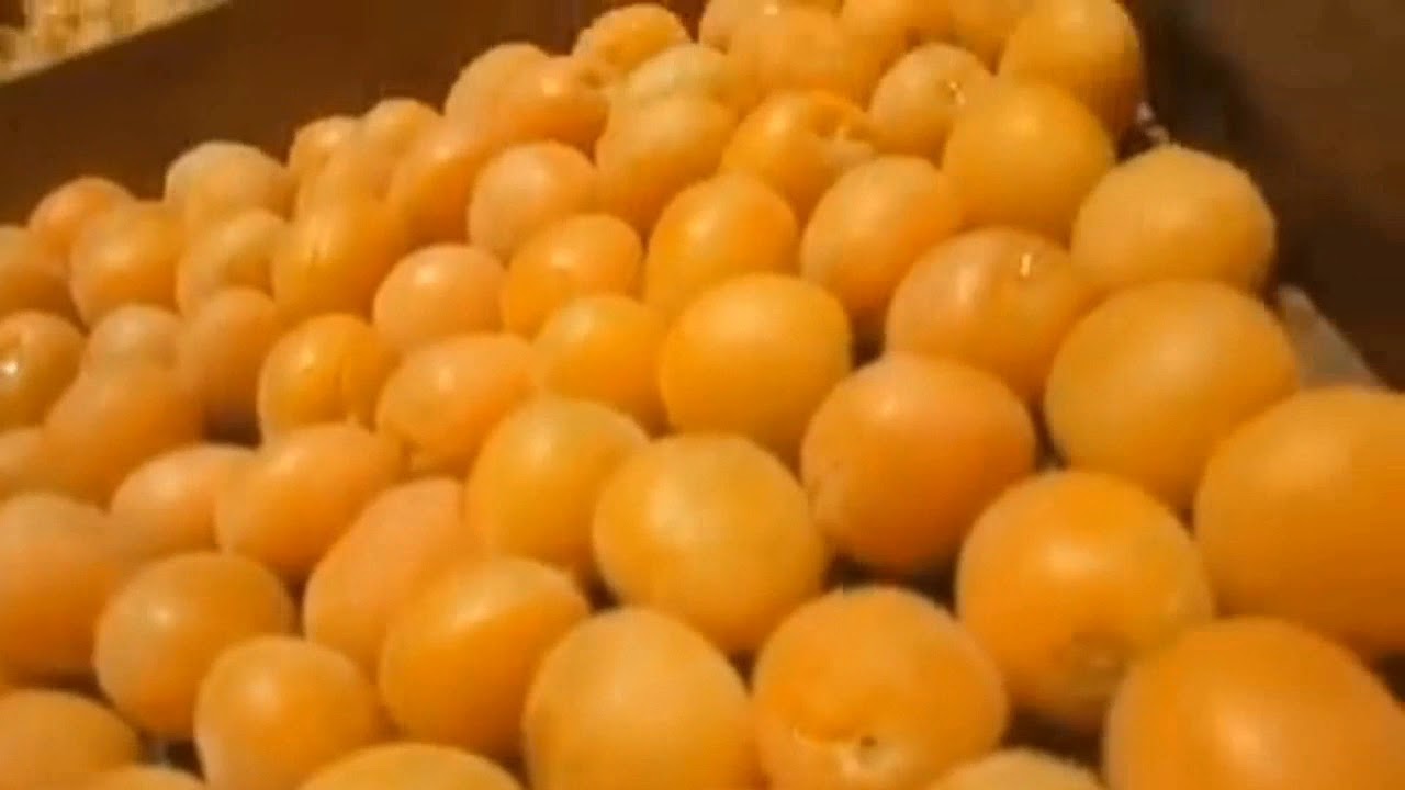 تجفيف المشمش بطريقة رائعة لا تنس الإعجاب و الإشتراك  بالقناة مع تفعيل زر الجرس ليصلك كل جديد