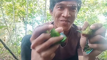 Memikat serindit vlog 08